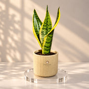 Golden Edge Snake Plant — view 3