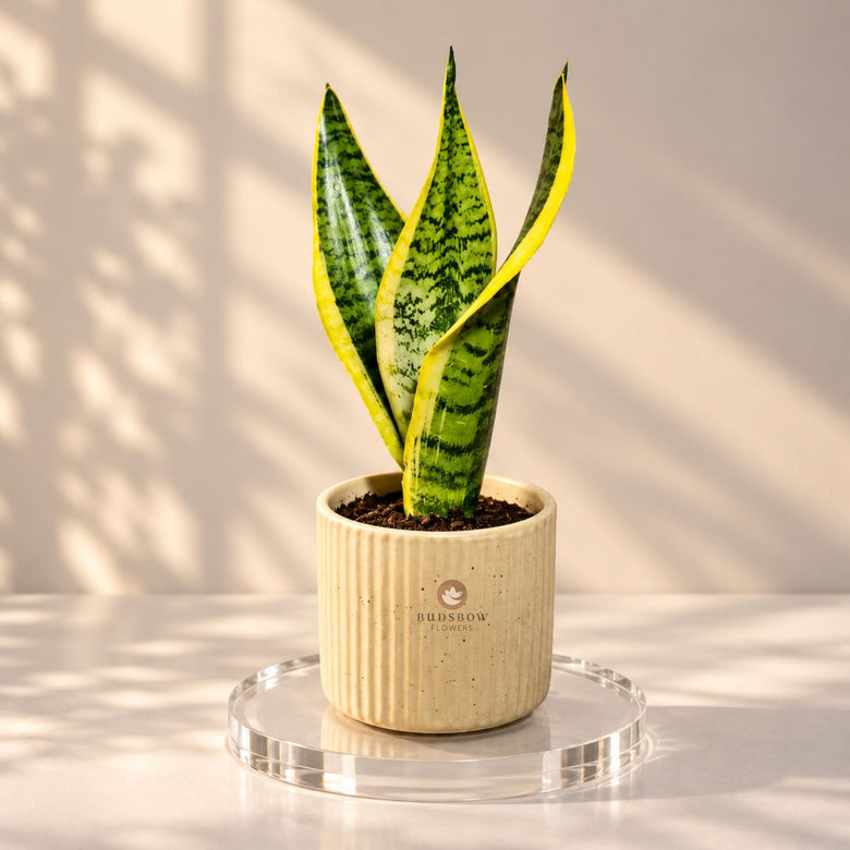 Golden Edge Snake Plant — view 3
