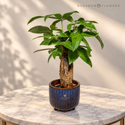 Pachira Emerald Crown Bonsai — view 1