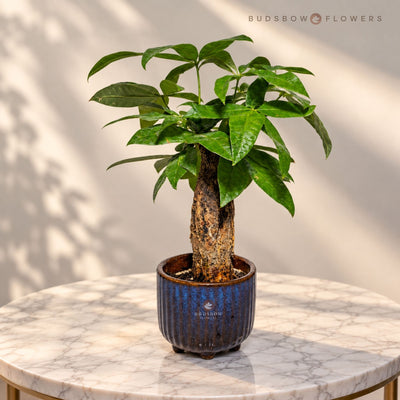 Pachira Emerald Crown Bonsai