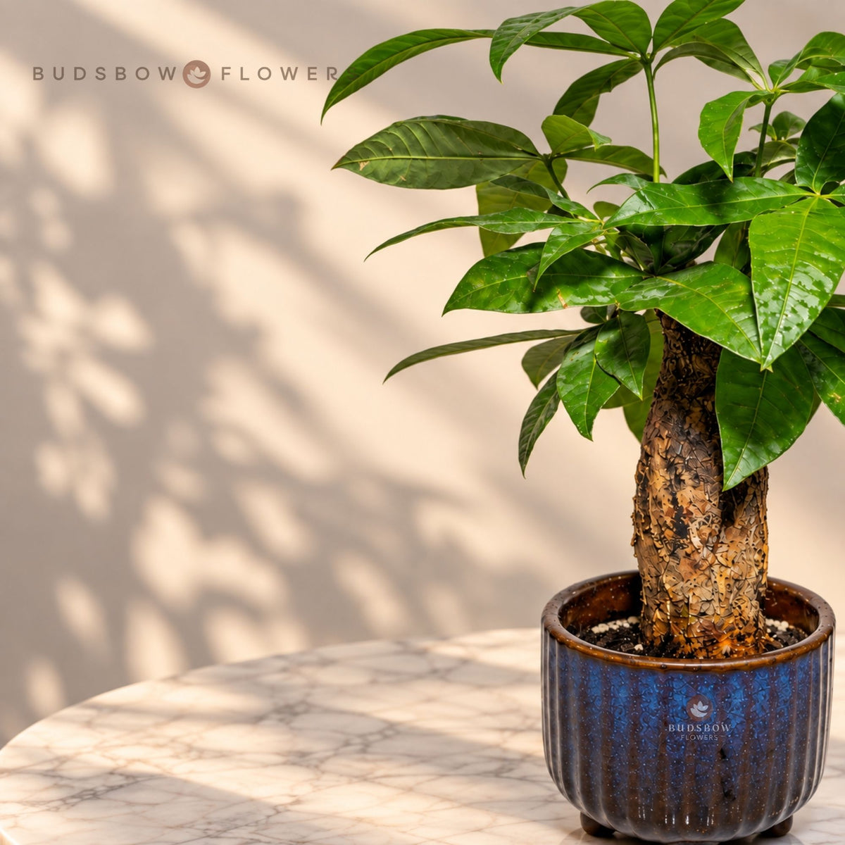 Pachira Emerald Crown Bonsai — view 3