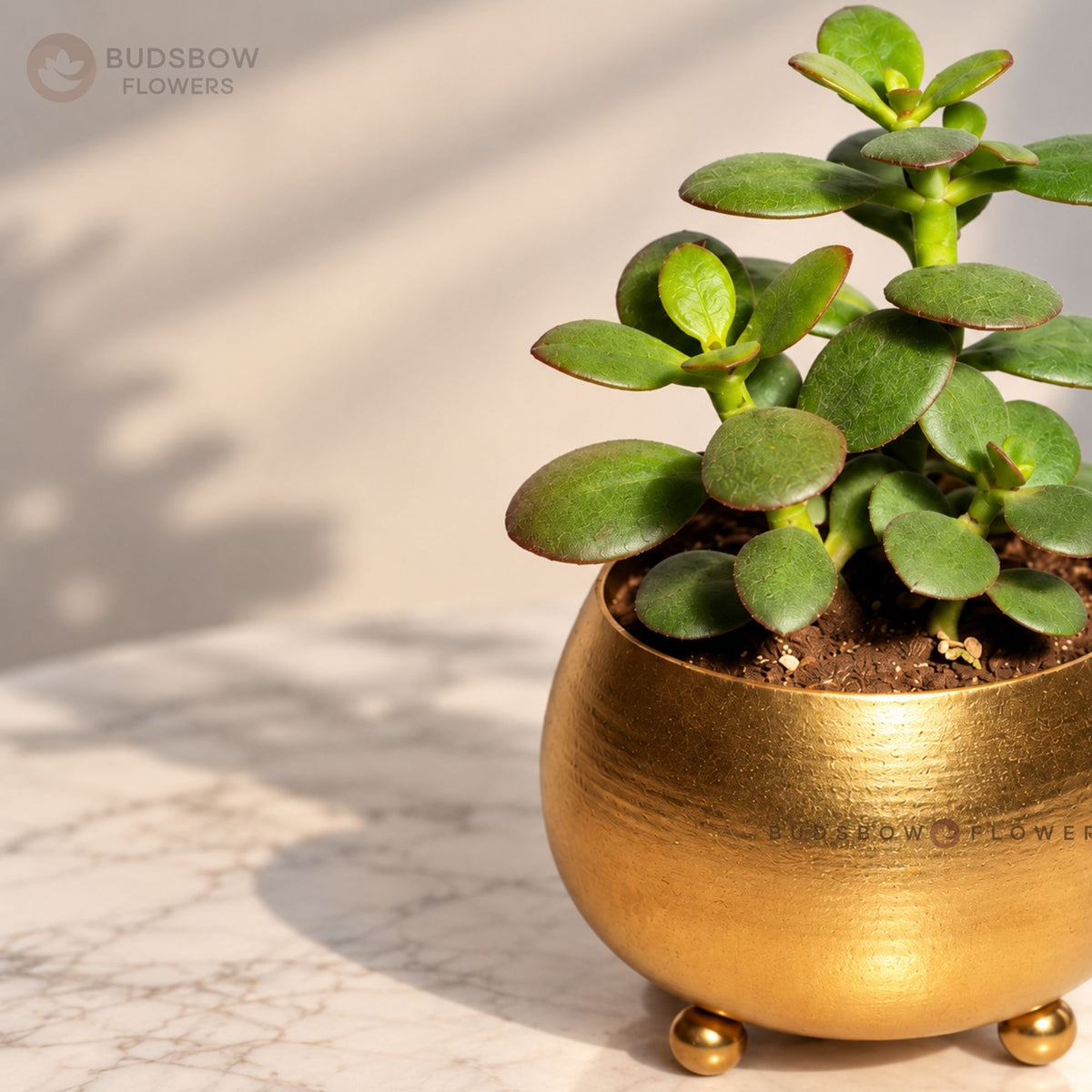 Golden Jade Serenity Plant — view 1