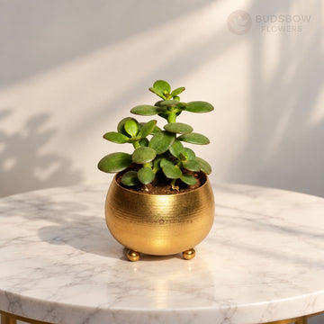 Golden Jade Serenity Plant