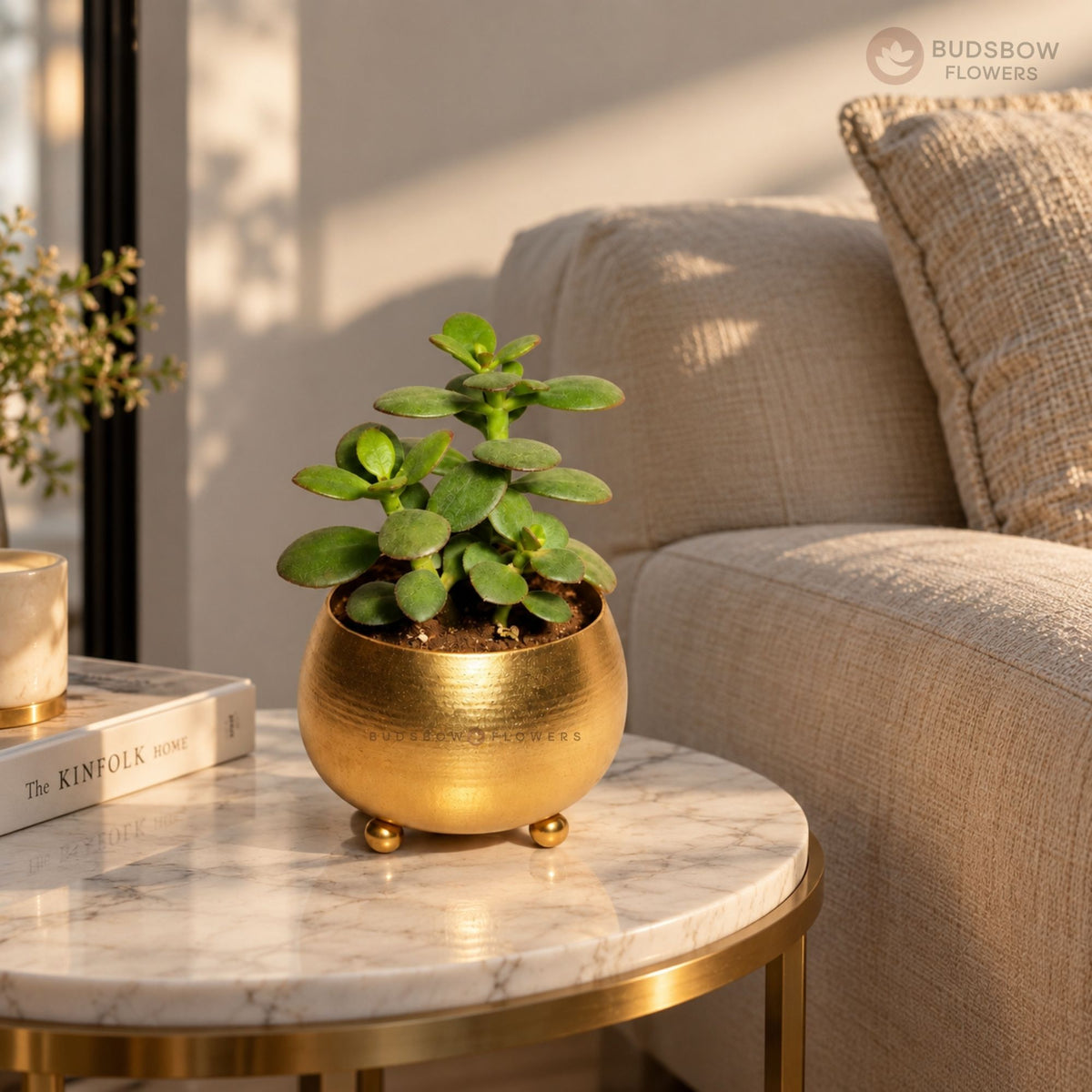 Golden Jade Serenity Plant — view 3