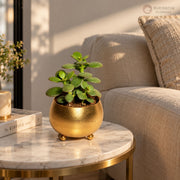 Golden Jade Serenity Plant — view 3