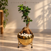 Golden Root Ficus Bonsai — additional view
