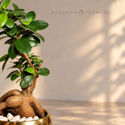 Golden Root Ficus Bonsai — additional view