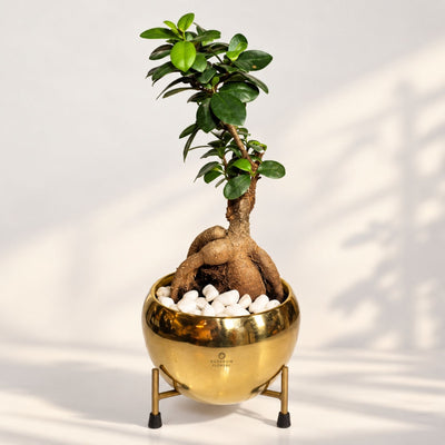 Golden Root Ficus Bonsai
